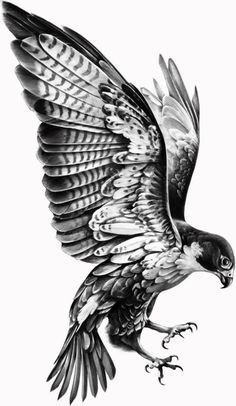 a drawing of a bird flying in the air with its wings spread out and it's talon extended