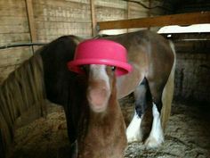 a horse with a pink hat on its head