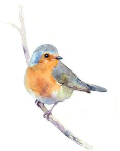 a watercolor painting of a blue and orange bird on a twig with white background