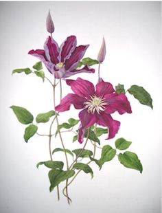 two purple flowers with green leaves on a white background