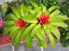 some red flowers are in a green planter