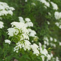 some white flowers are growing in the grass