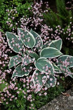 some pink flowers and green leaves on the ground