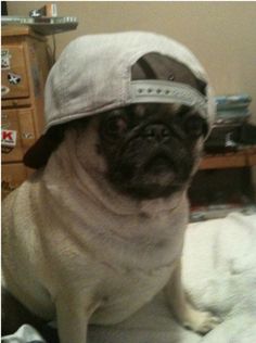 a pug dog wearing a hat while sitting on a bed