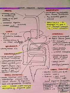 a diagram of the structure of an animal's body and its external structures on paper