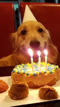 a dog sitting in front of a birthday cake with lit candles on it's face