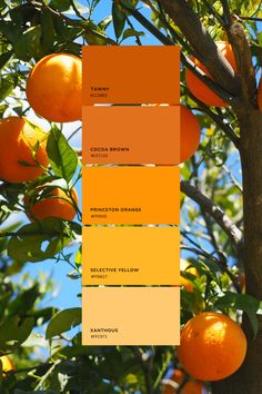 an orange tree with several shades of orange on it