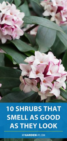 pink flowers with the words 10 shrubs that smell as good as they look