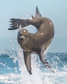 a seal is jumping out of the water with its mouth open and it's wings outstretched