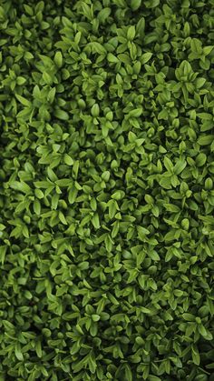 a bunch of small green plants growing on the side of a building