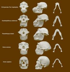 several different types of human skulls in black and white