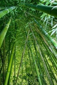 an image of the inside of a bamboo tree