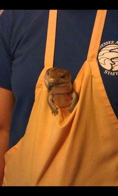 a frog sitting on top of a banana in someone's hand with an apron