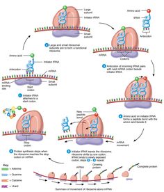 a diagram showing the stages of an organ