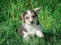 a puppy is sitting in the grass looking at something