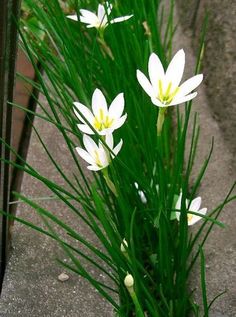 some white flowers are growing out of the ground in front of green grass and concrete