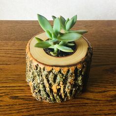 a small succulent plant sitting on top of a wooden log