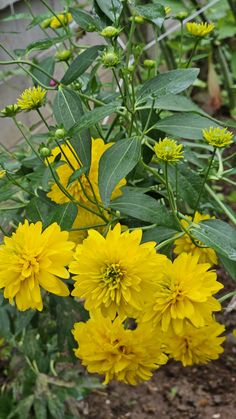 yellow flowers are blooming in the garden