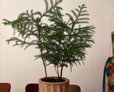 a potted plant sitting on top of a wooden table