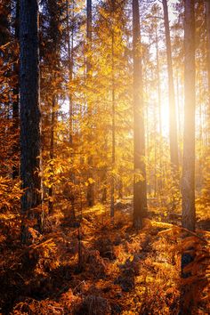 the sun shines through the trees and leaves in an autumn forest with yellow foliage