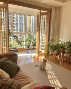 a white cat sitting on the floor in front of a living room with large windows