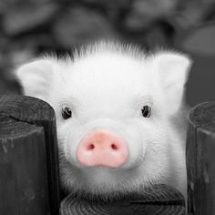 a small pig peeks its head out from behind a fence with flowers in the background