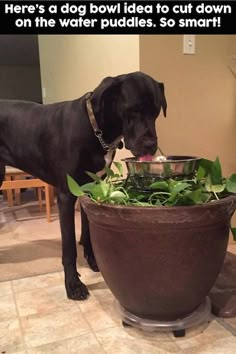 a black dog standing next to a pot filled with green plants and drinking water from it's mouth