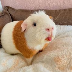 a small brown and white guinea pig sitting on top of a fluffy blanket with its tongue out