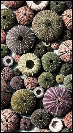 two pictures of different types of sea urchins