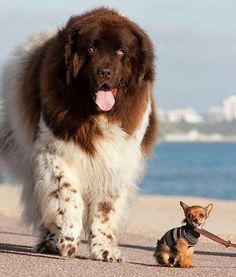 a large brown and white dog walking next to a small dog on a leash near the water