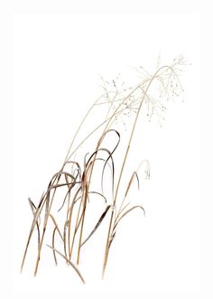 some brown and white plants on a white background