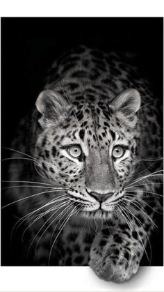 a black and white photo of a leopard looking at the camera with its eyes wide open