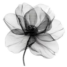 a black and white photo of a flower on a white background, with the petals fully blooming