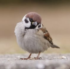 a small bird is standing on the ground