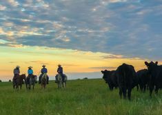 four people on horses are herding cattle in a field at sunset or dawn with the sun setting behind them