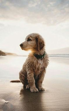 a wet dog sitting on the beach looking out at the water and clouds in the sky