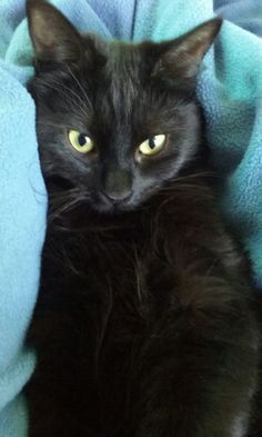 a black cat laying on top of a bed covered in blue blankets with yellow eyes