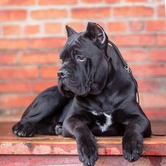 a large black dog laying on top of a wooden table next to a brick wall