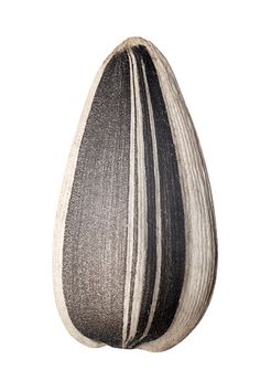 a black and white striped vase on a white background