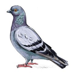 a drawing of a pigeon sitting on the ground