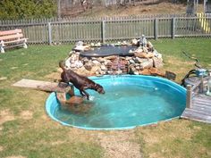 the dog is jumping into the pool in the yard to get some water from it