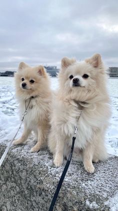 Understanding Pomeranian Hairstyles: A Guide to Common Cuts Pomeranian Hairstyles, Baby Elephant Drawing, Show Dogs, Amanda Jones, Dogs Cute, Cute Dog Pictures, Cute Little Puppies, Dog Years, Kitten Pictures