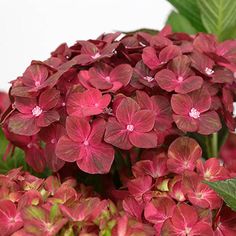 red flowers with green leaves on white background