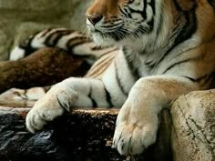 a large tiger laying on top of a rock