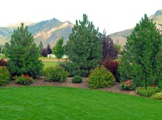 a lush green field with trees and flowers in the foreground, mountains in the background