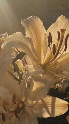 the sun shines brightly on some white flowers