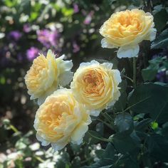 three yellow roses are blooming in the garden