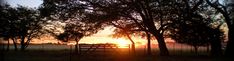 the sun is setting behind some trees and a fence with a bench in front of it