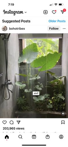 an instagram page with plants in the shower