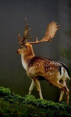 a deer that is standing in the grass